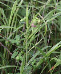 Codonopsis ussuriensis