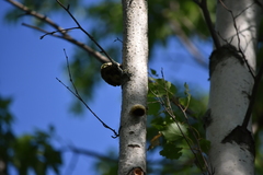Fomitopsis betulina