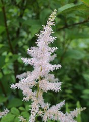 Astilbe formosa