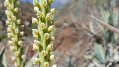 Stenoptera peruviana