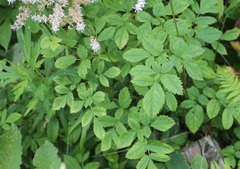 Astilbe formosa