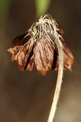 Trifolium reflexum