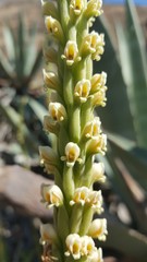 Stenoptera peruviana