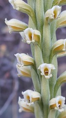 Stenoptera peruviana