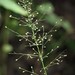 Rosette Grasses - Photo (c) Paul Marcum, some rights reserved (CC BY-NC), uploaded by Paul Marcum