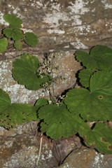 Heuchera missouriensis
