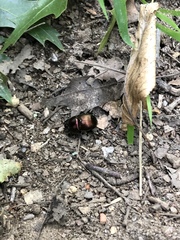 Geotrupes splendidus