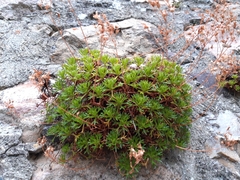 Saxifraga