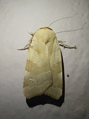 Noctua fimbriata