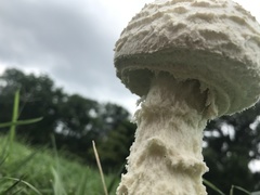 Saproamanita thiersii