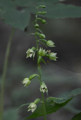 Epipactis albensis