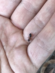 Camponotus vicinus