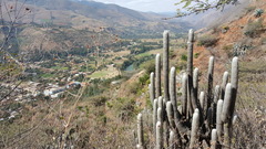 Espostoa lanata