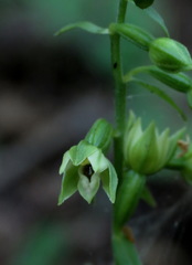 Epipactis albensis