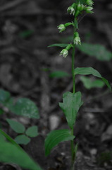 Epipactis albensis