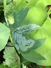 Liriomyza fricki