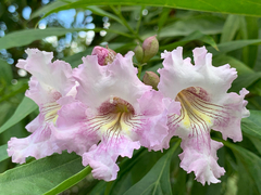 × chitalpa tashkentensis