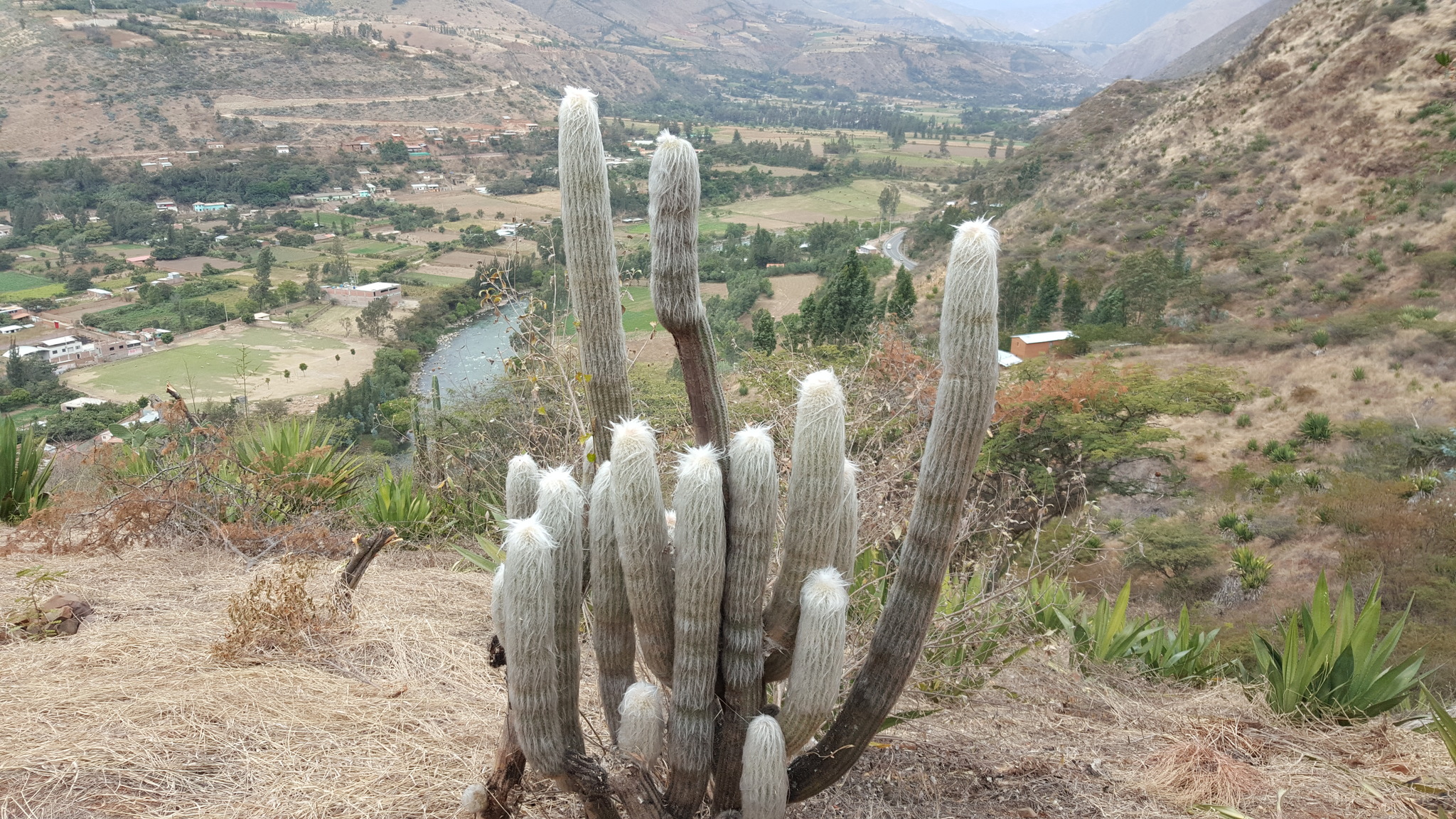 Espostoa lanata ssp. huanucoensis