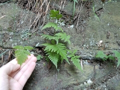 Phegopteris connectilis