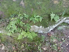 Phegopteris connectilis