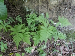 Phegopteris connectilis