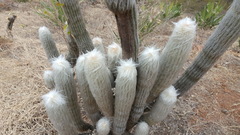 Espostoa lanata