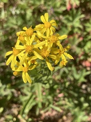 Senecio crassulus