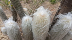Espostoa lanata