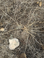 Asclepias asperula