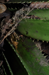 Guibemantis liber