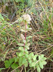 Hylotelephium telephium