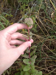 Hylotelephium telephium