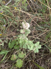 Hylotelephium telephium