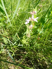 Stachys pilosa
