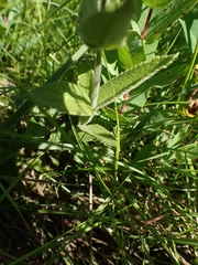 Stachys pilosa