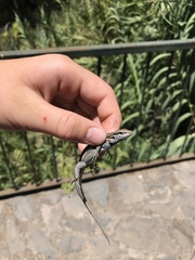Gallotia caesaris gomerae