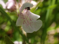 Stachys pilosa