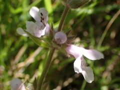 Stachys pilosa