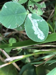 Liriomyza fricki