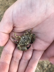 Leptodius sanguineus