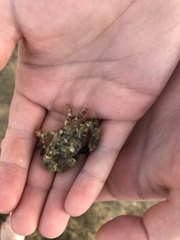 Leptodius sanguineus