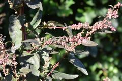 Atriplex hortensis