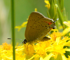 Satyrium californica
