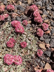 Eriogonum ovalifolium rubidum
