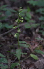 Epipactis albensis