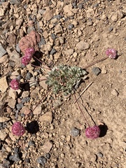 Eriogonum ovalifolium rubidum
