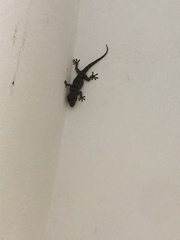 Tarentola gomerensis