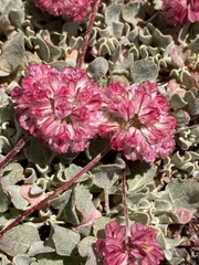 Eriogonum ovalifolium rubidum