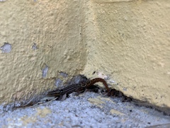 Sphaerodactylus grandisquamis