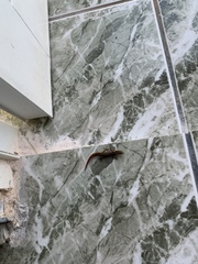 Sphaerodactylus grandisquamis